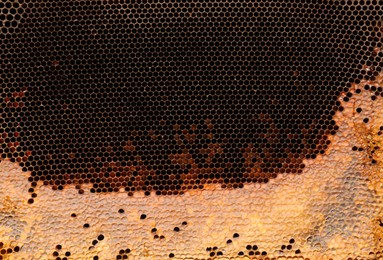 Texture of empty honeycomb as background, top view