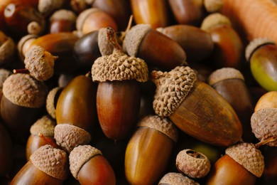 Pile of acorns as background, closeup view