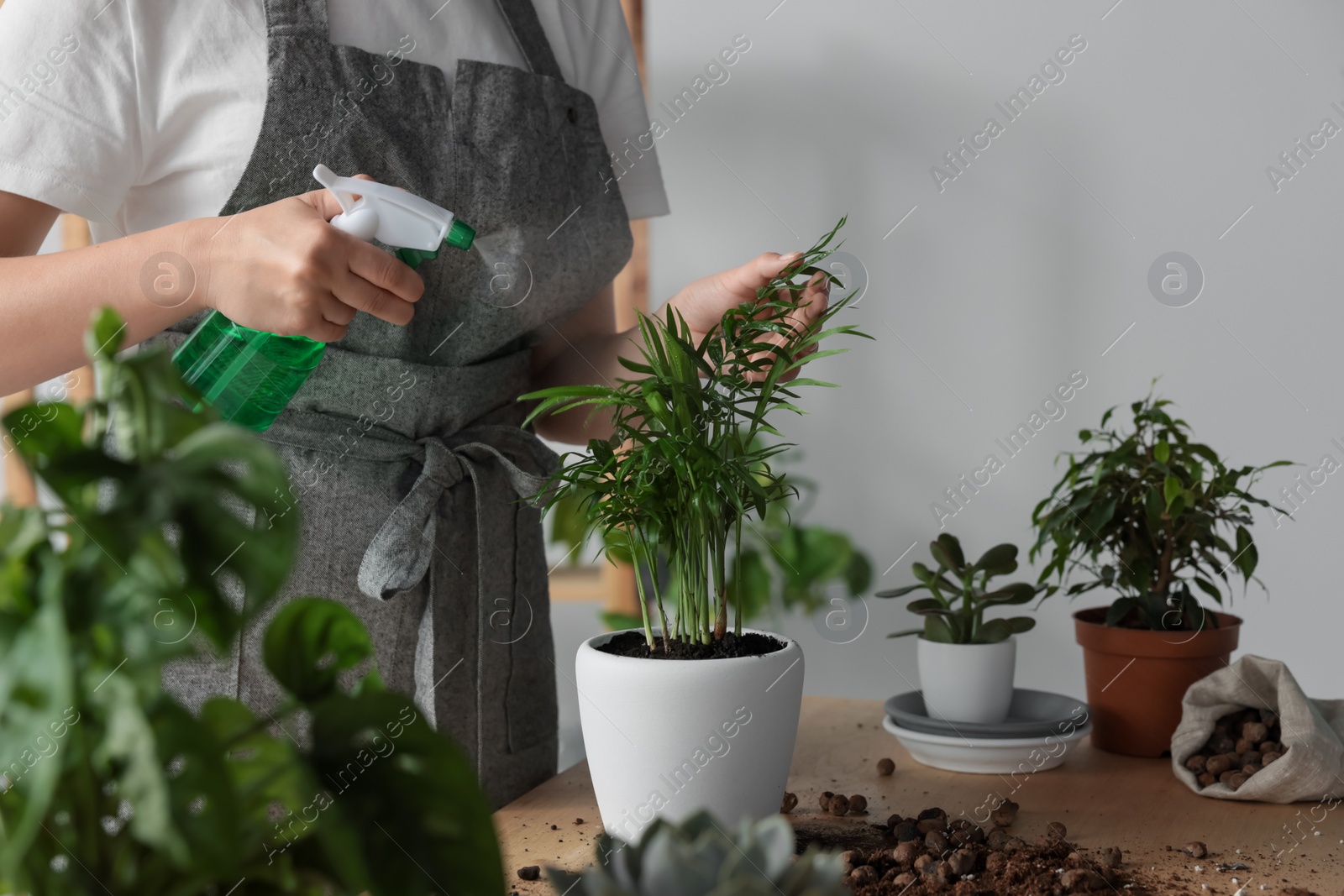 Photo of Woman spraying houseplant at table indoors, closeup