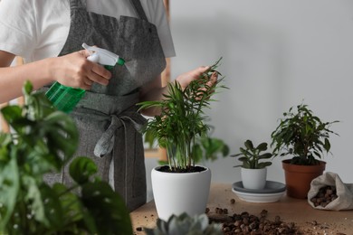 Photo of Woman spraying houseplant at table indoors, closeup