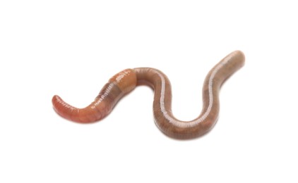 One earthworm isolated on white. Terrestrial invertebrates