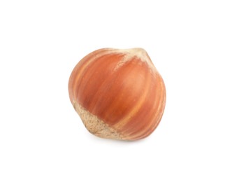 Tasty organic hazelnut in shell on white background