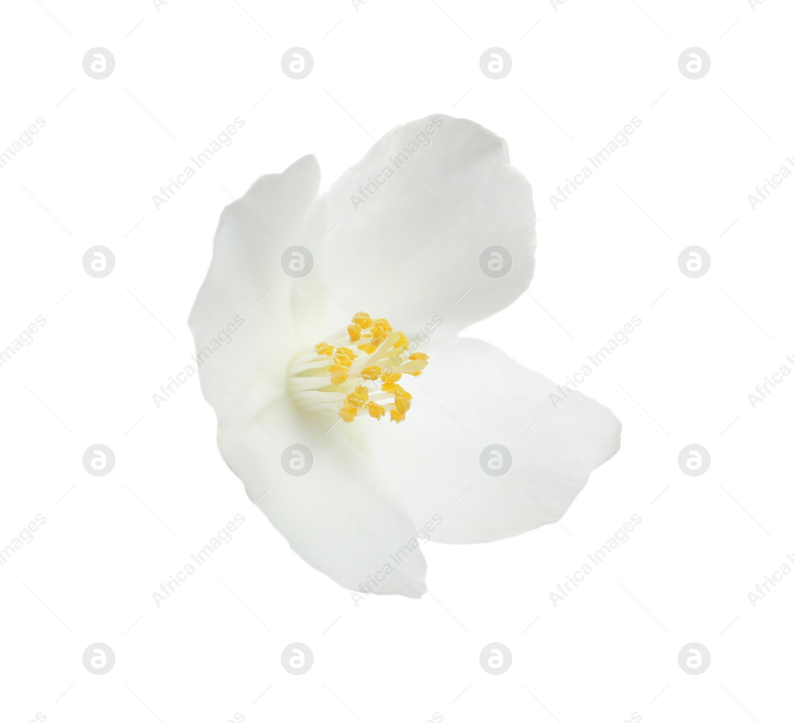 Photo of Beautiful flower of jasmine plant isolated on white