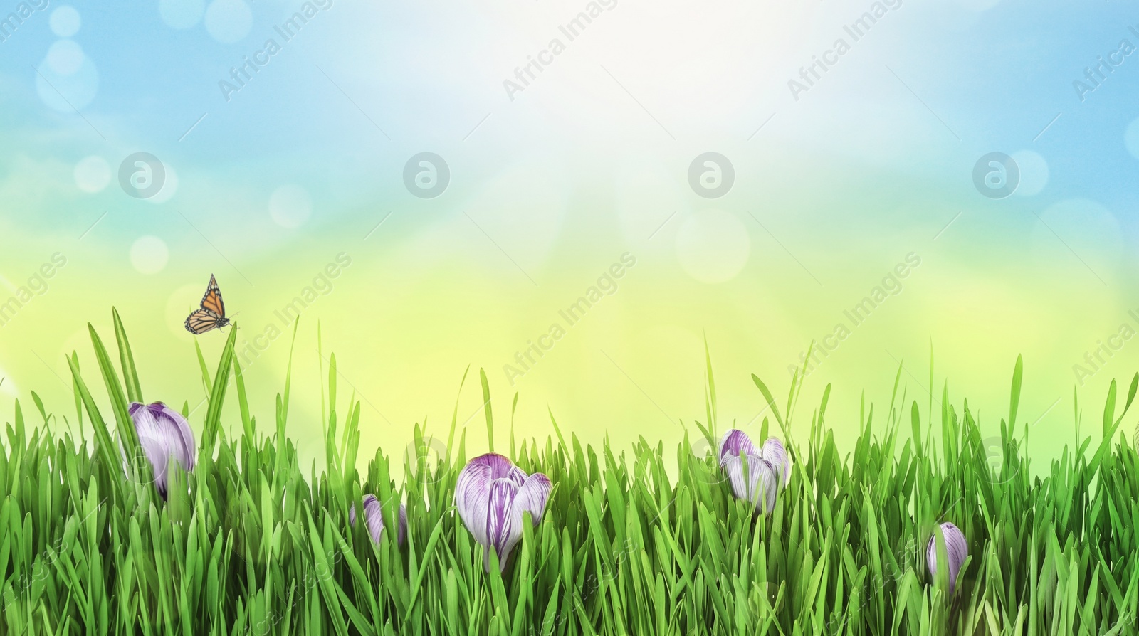 Image of Fresh green grass and beautiful crocus flowers on sunny day. Spring season