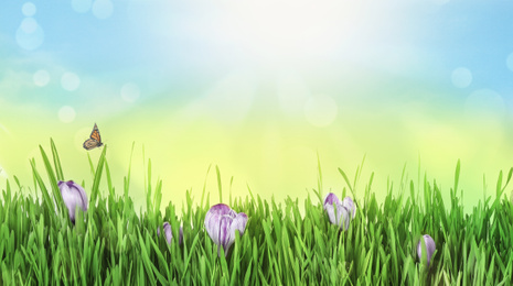 Image of Fresh green grass and beautiful crocus flowers on sunny day. Spring season