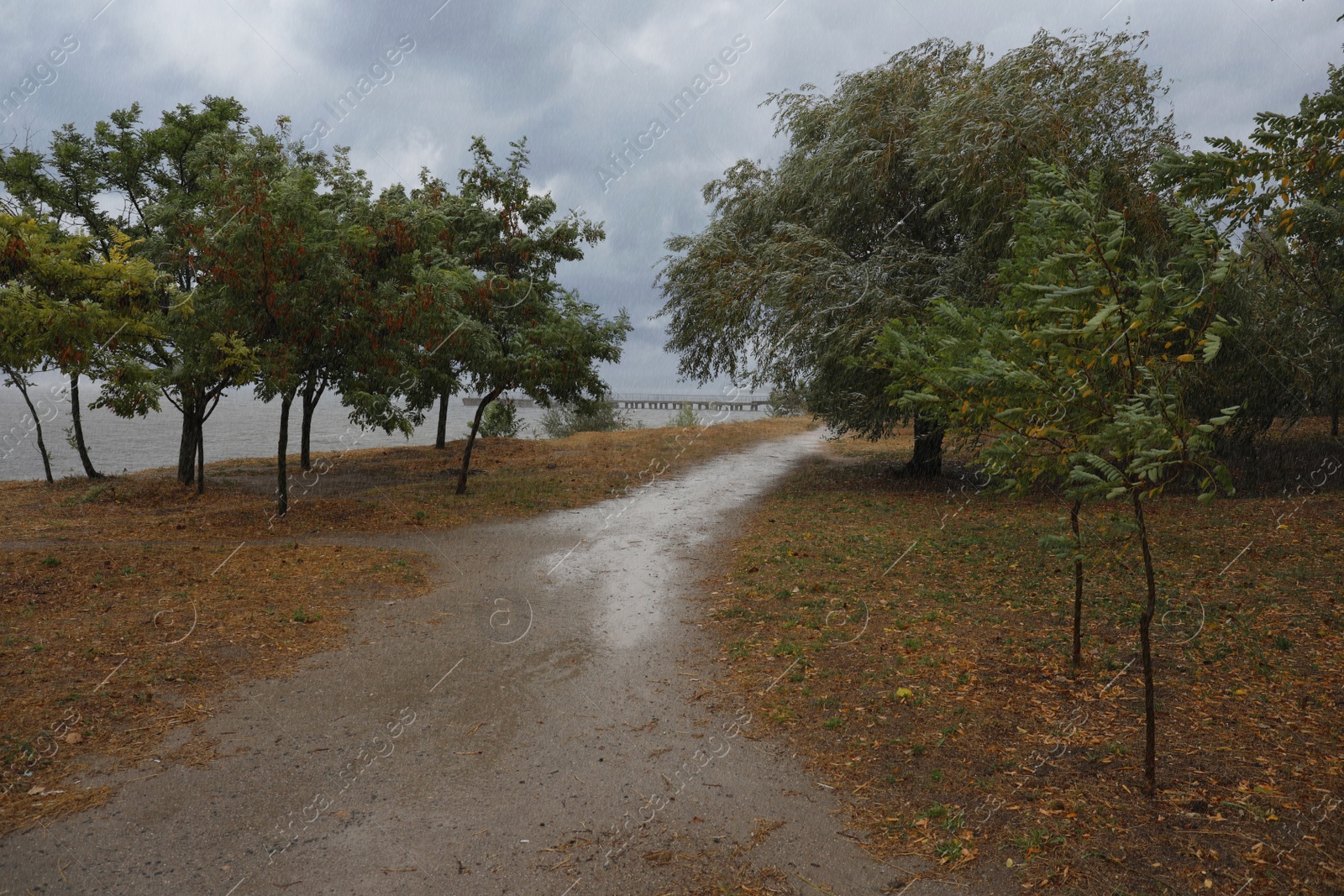 Photo of Beautiful view of trees near river on rainy day in autumn