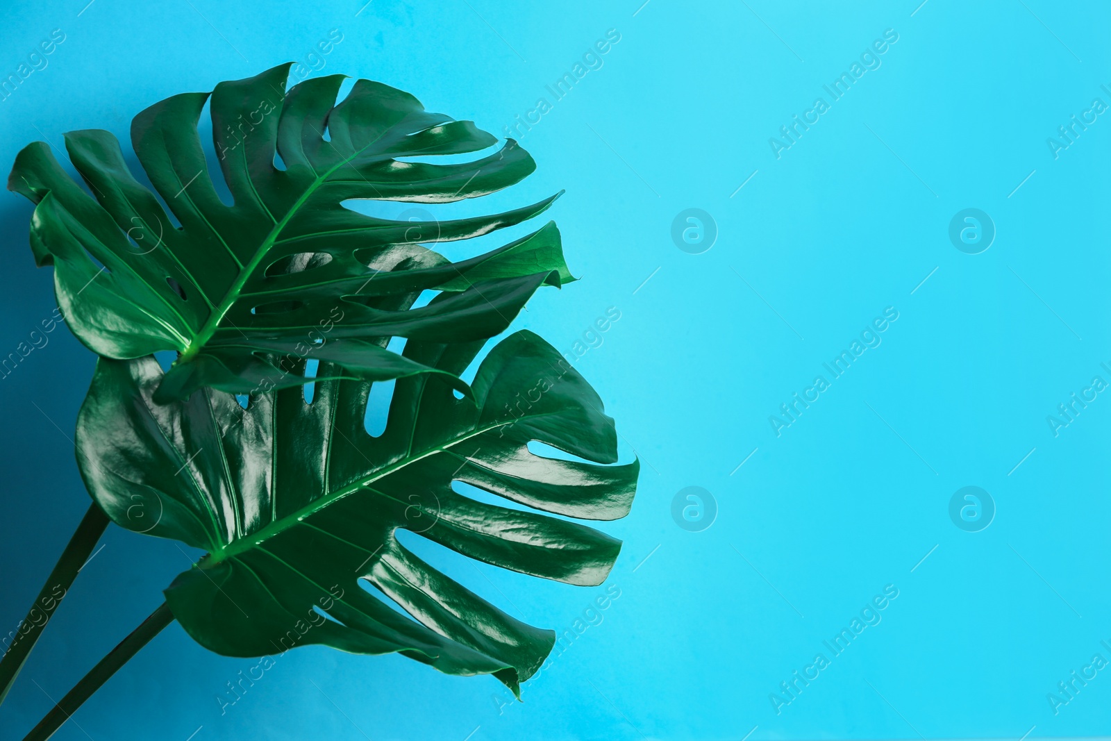 Photo of Beautiful monstera leaves on light blue background, space for text. Tropical plant