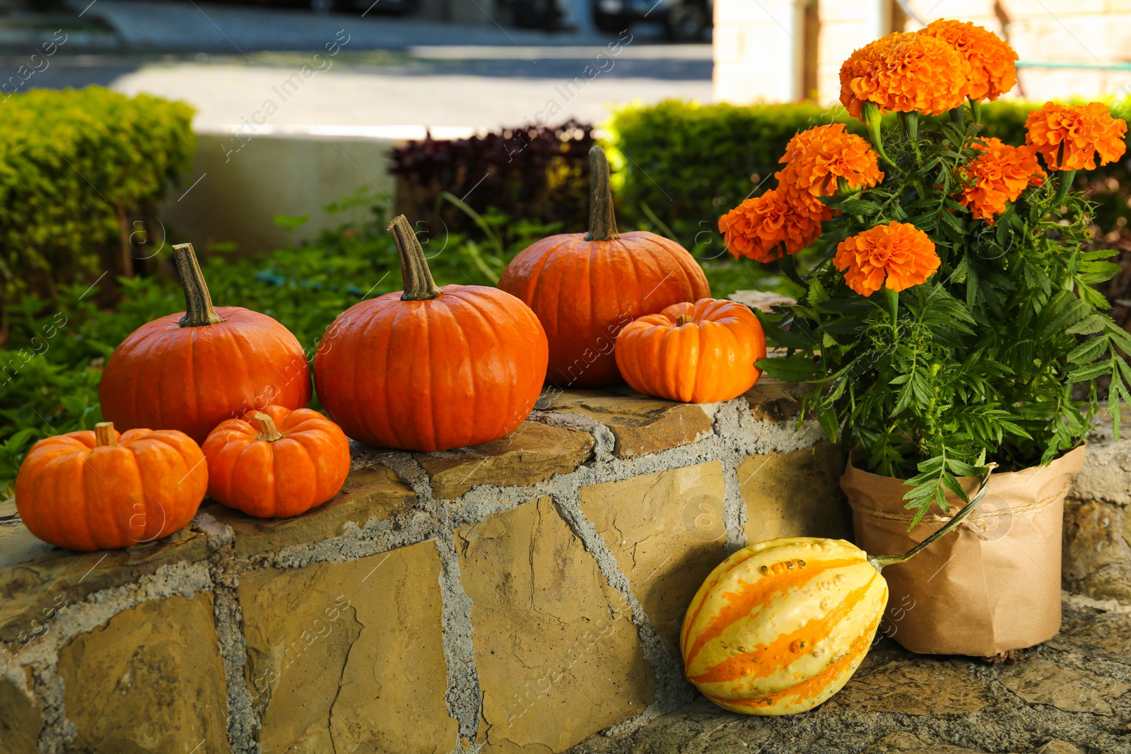 Photo of Many whole ripe pumpkins and potted flowers on stone curb in garden