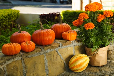 Many whole ripe pumpkins and potted flowers on stone curb in garden