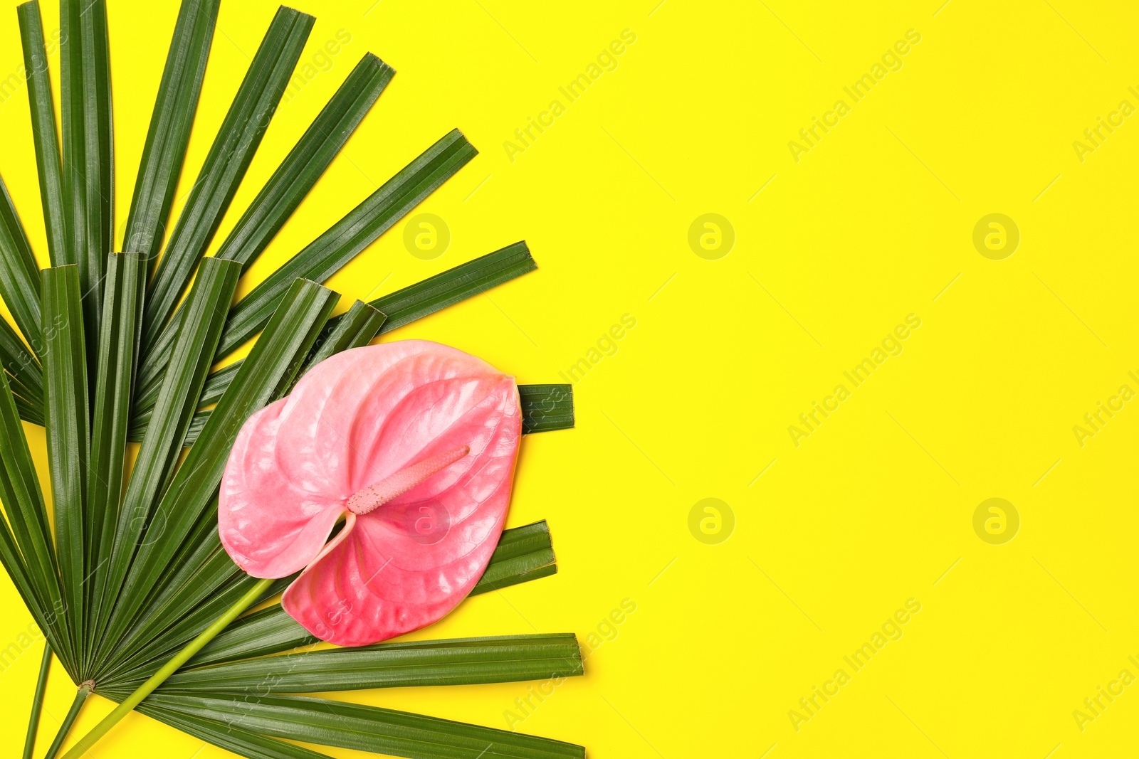Photo of Creative composition with anthurium flower and tropical leaves on yellow background, flat lay