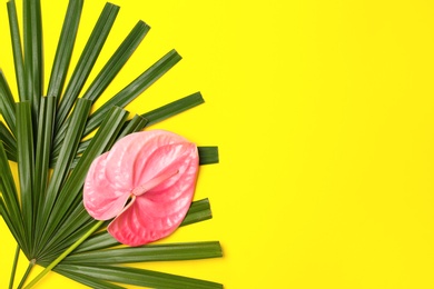 Creative composition with anthurium flower and tropical leaves on yellow background, flat lay