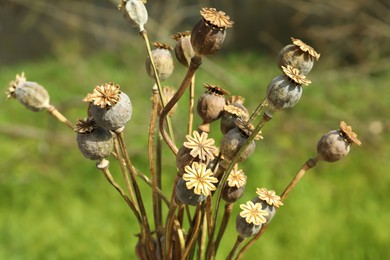 Photo of Many dry poppy heads outdoors, closeup view
