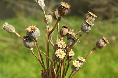 Many dry poppy heads outdoors, closeup view