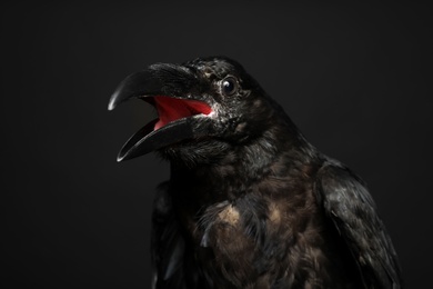 Photo of Beautiful common raven on dark background, closeup