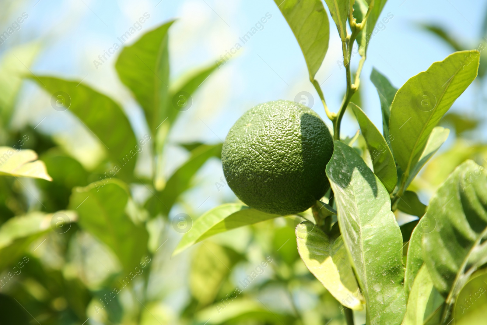 Photo of Unripe green tangerine growing on tree outdoors, closeup with space for text. Citrus fruit