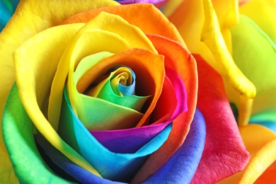 Photo of Amazing rainbow rose flower as background