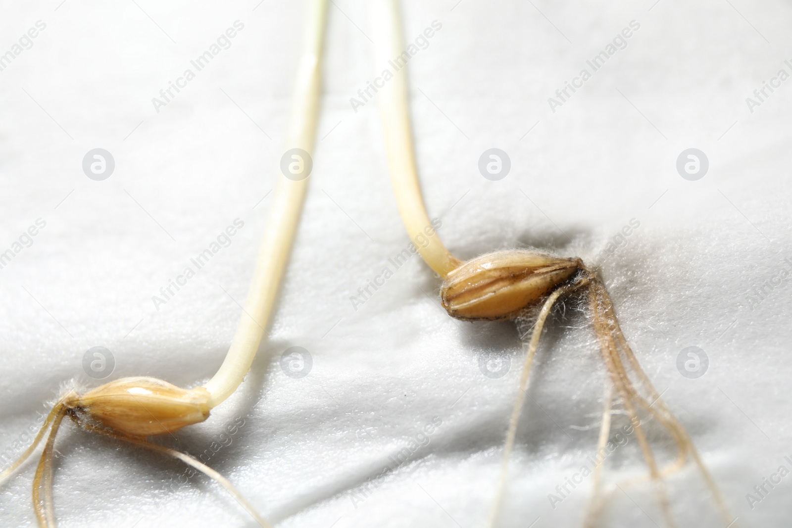 Photo of Young seedlings on paper napkin, closeup. Laboratory research