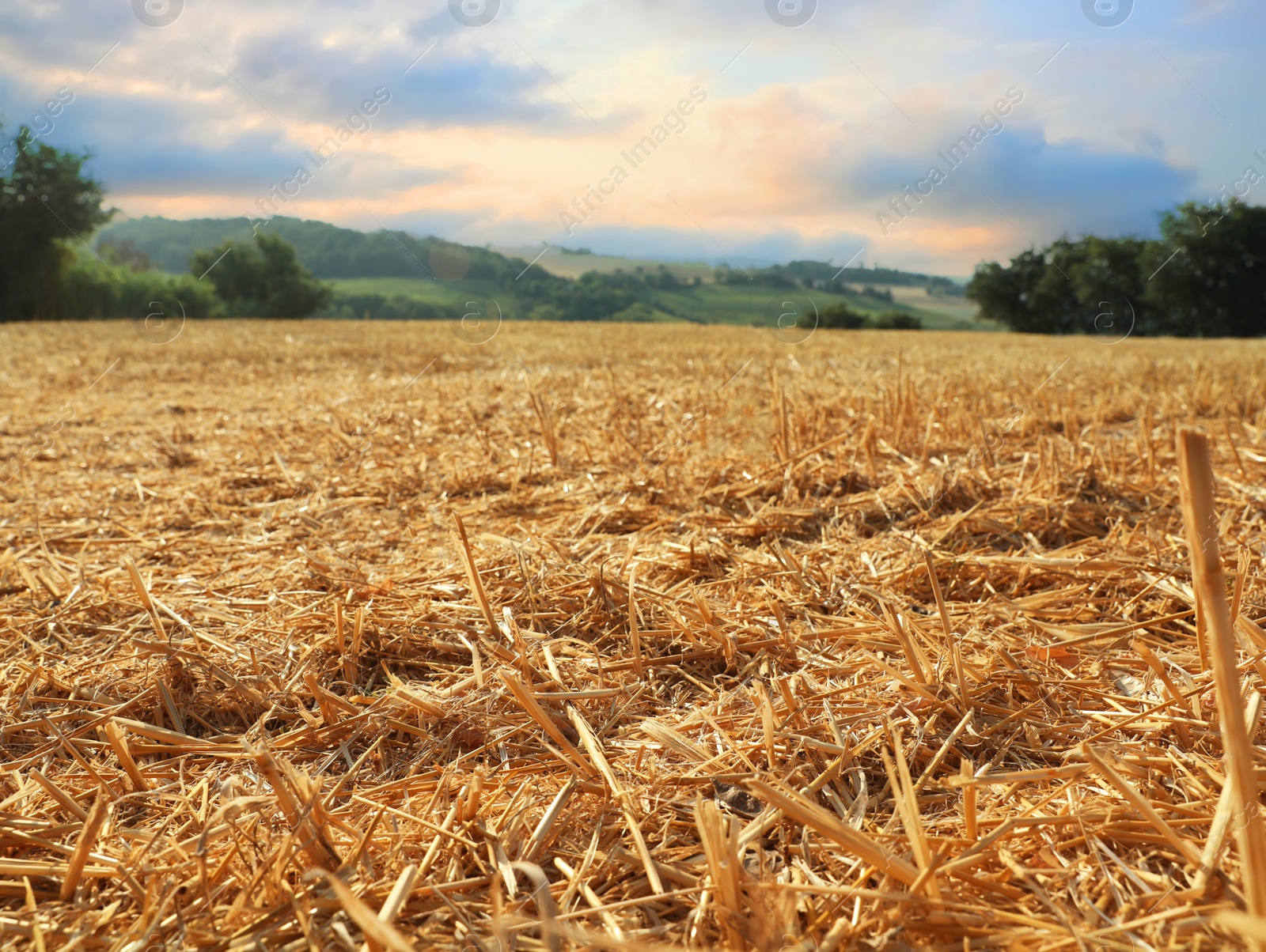 Photo of Mowed agriculture field outdoors on sunny day. Agricultural industry