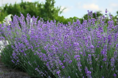Photo of Beautiful blooming lavender plants growing in field