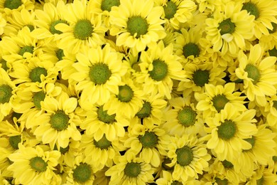 Photo of Beautiful chrysanthemum plant with yellow flowers as background, closeup