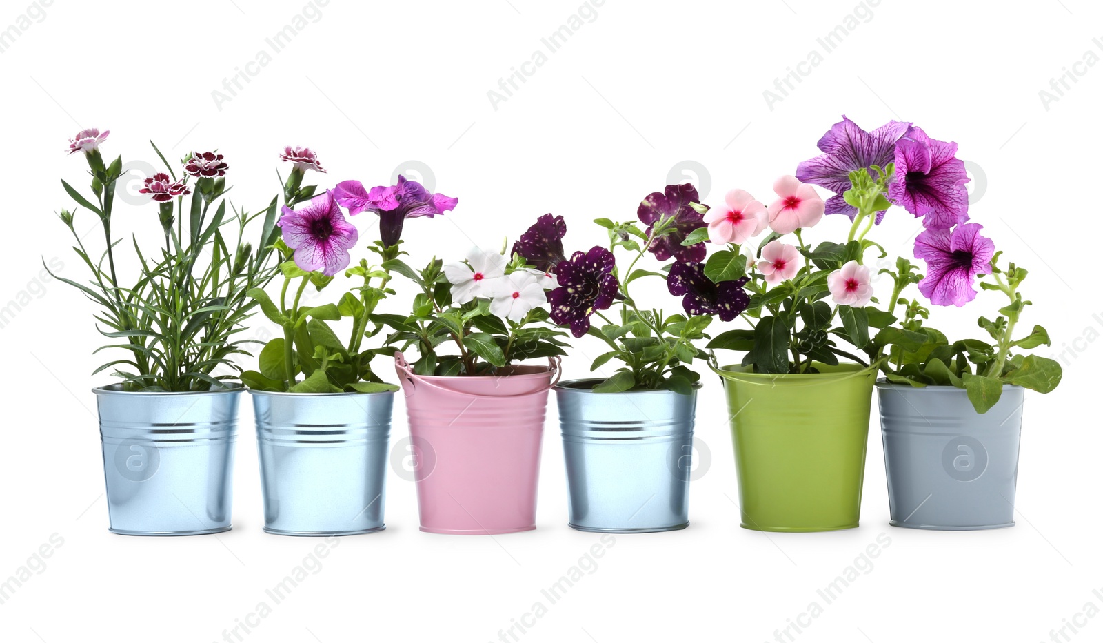 Photo of Different flowers in metal pots isolated on white