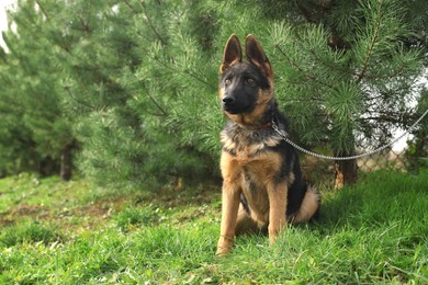 Cute German shepherd puppy on green grass outdoors, space for text