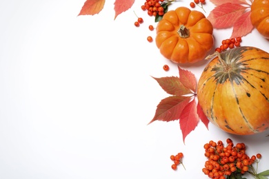 Photo of Flat lay composition with pumpkins, berries and autumn leaves on white background, space for text. Thanksgiving Day