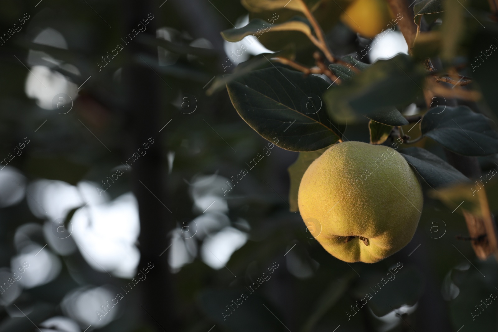 Photo of Quince tree branch with fruit outdoors, closeup. Space for text