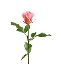 Photo of Beautiful rose flower on white background