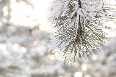 Photo of Conifer tree branches covered with snow in forest, closeup