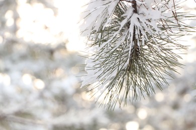 Conifer tree branches covered with snow in forest, closeup