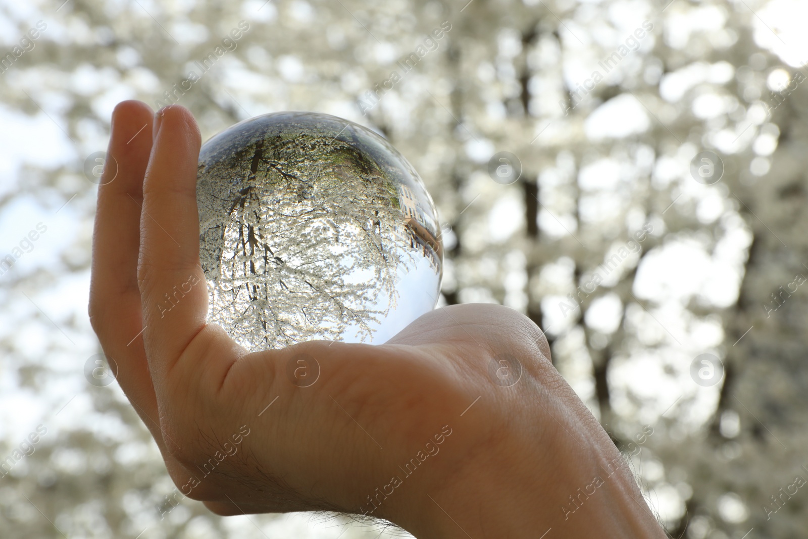 Photo of Beautiful tree with white blossoms outdoors, overturned reflection. Man holding crystal ball in spring garden, closeup