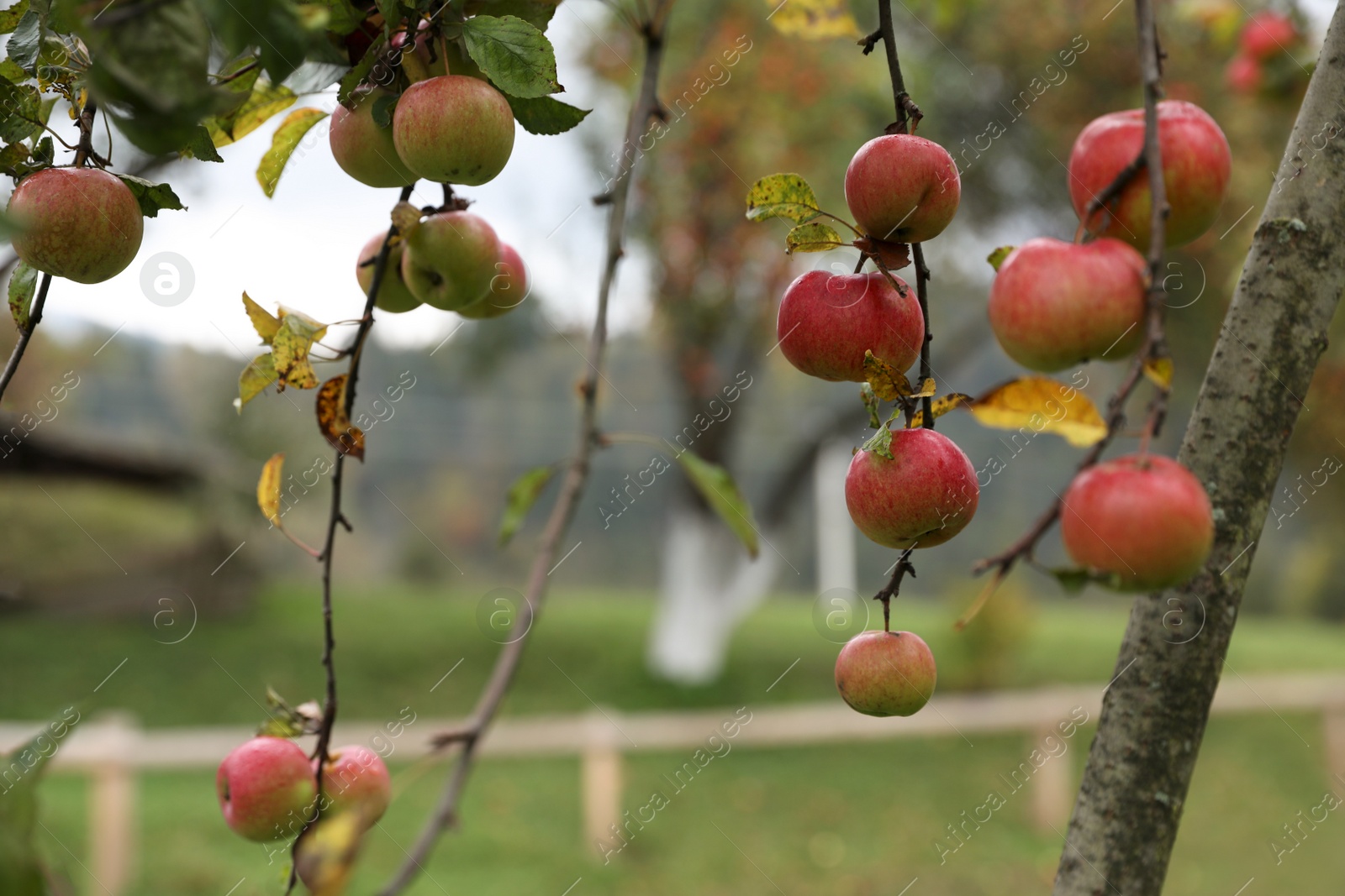 Photo of Delicious ripe red apples on tree in garden