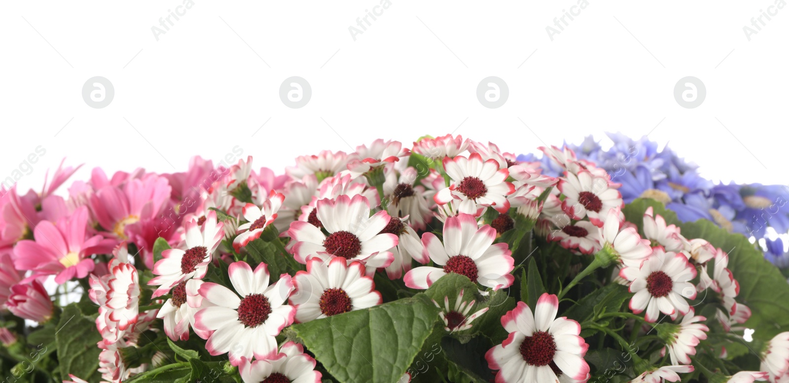 Photo of Beautiful colorful cineraria flowers on white background