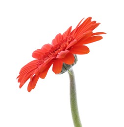 Photo of Beautiful orange gerbera flower isolated on white