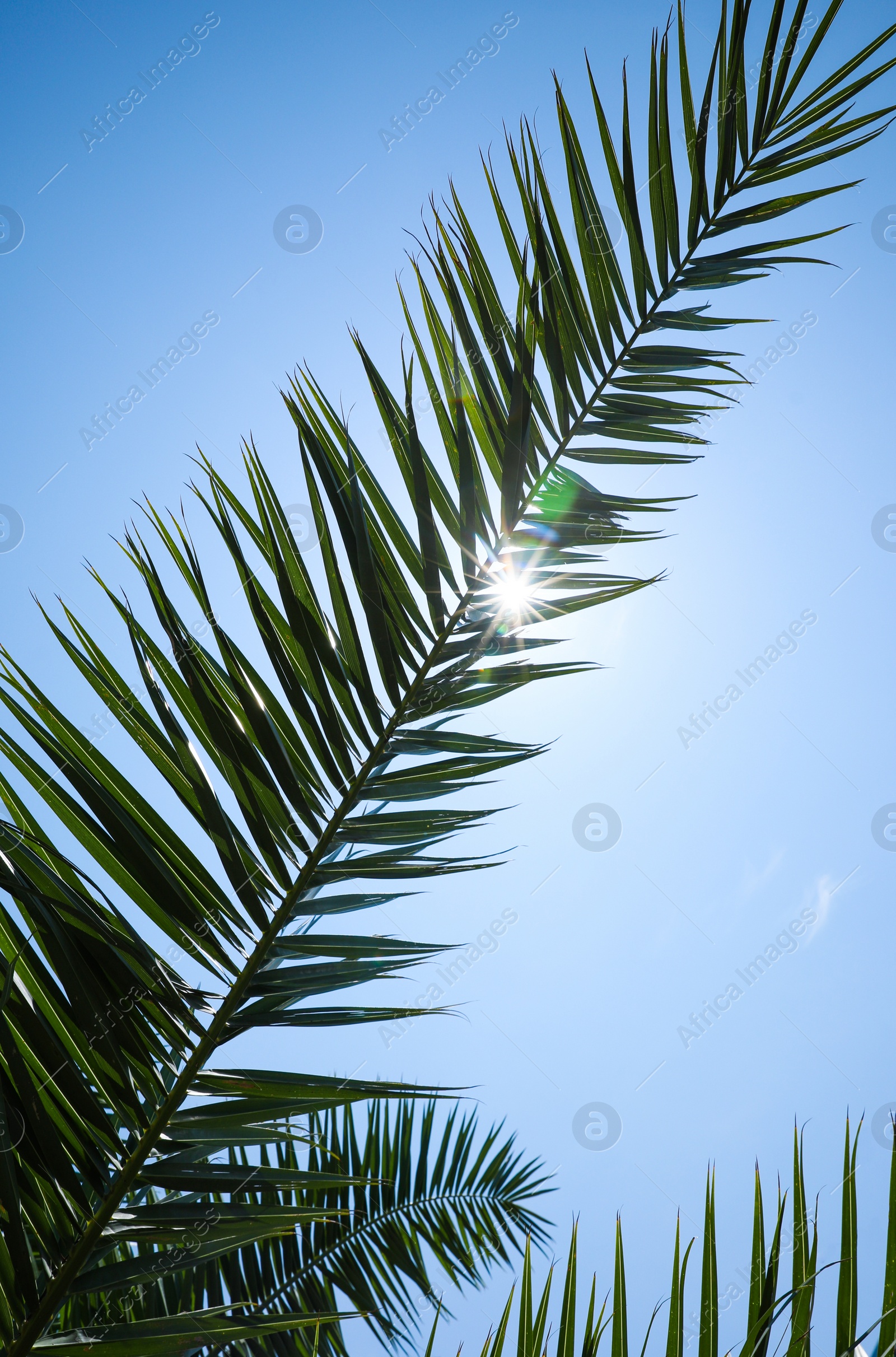 Photo of Beautiful green tropical leaves against blue sky, low angle view