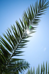 Beautiful green tropical leaves against blue sky, low angle view