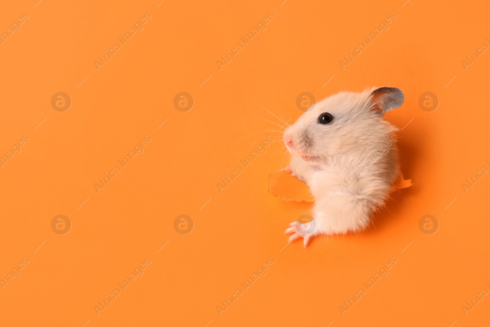 Photo of Cute hamster looking out of hole in orange paper. Space for text