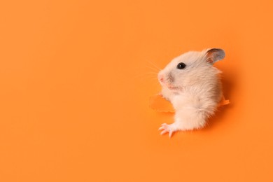 Photo of Cute hamster looking out of hole in orange paper. Space for text