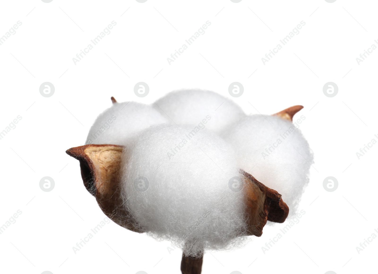 Photo of Beautiful fluffy cotton flower isolated on white