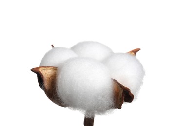 Photo of Beautiful fluffy cotton flower isolated on white