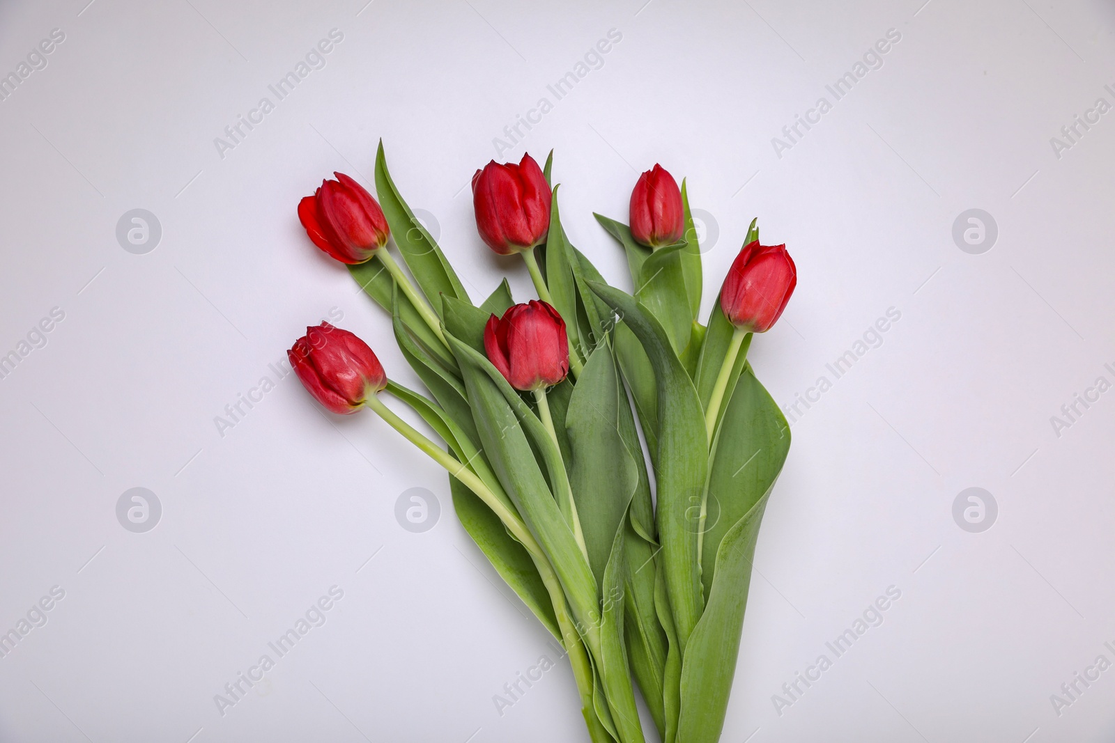 Photo of Beautiful colorful tulip flowers on white background, flat lay