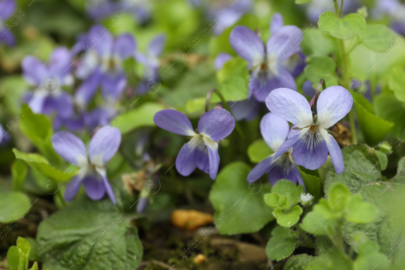 Photo of Beautiful wild violets blooming in forest. Spring flowers