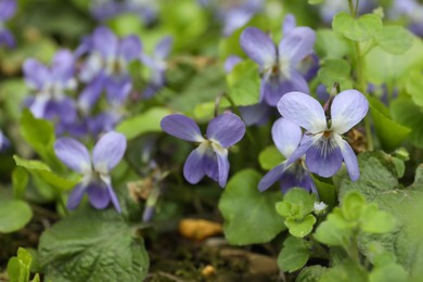 Photo of Beautiful wild violets blooming in forest. Spring flowers