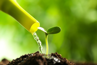 Photo of Watering small green seedling in soil, closeup