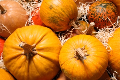 Photo of Many fresh raw whole pumpkins and wood shavings as background, top view. Holiday decoration