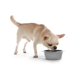 Photo of Adorable Toy Terrier drinking water from bowl on white background. Domestic dog
