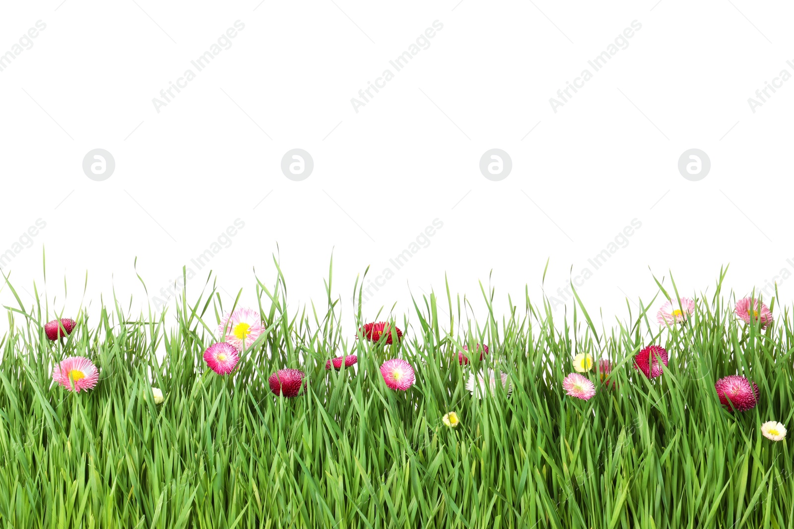 Photo of Vibrant green grass with beautiful flowers on white background