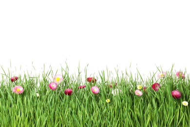 Photo of Vibrant green grass with beautiful flowers on white background