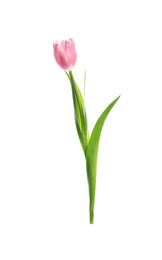 Photo of Beautiful spring pink tulip isolated on white